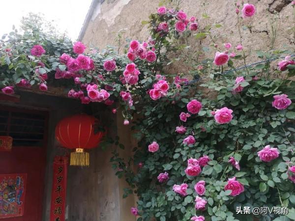 什麼才是人生最幸福的事，2022年我想有個開滿花的院子