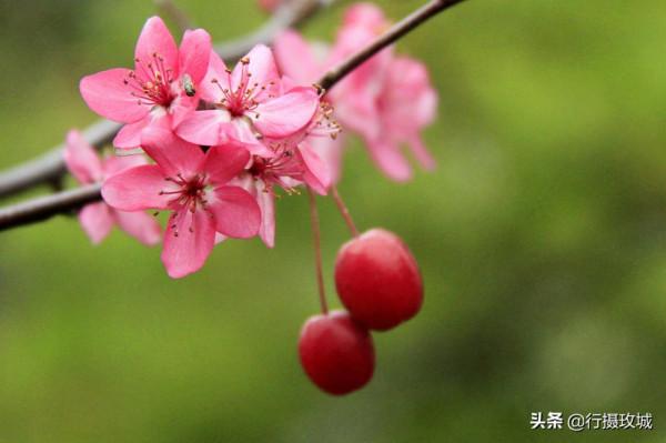花果相擁迎冬雪,山東黃河玫瑰湖國家溼地公園現奇觀 花果相擁迎冬雪,山東黃河玫瑰湖國家溼地公園現奇觀