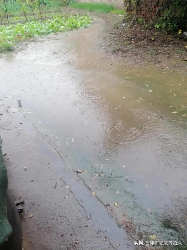 八月十三下雨能不能預兆明年小麥是不是豐收年? 八月十三下雨能不能預兆明年小麥是不是豐收年?