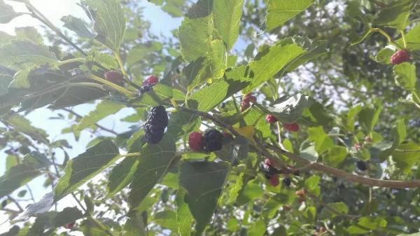 西域漫記&mdash;&mdash;西域都護府