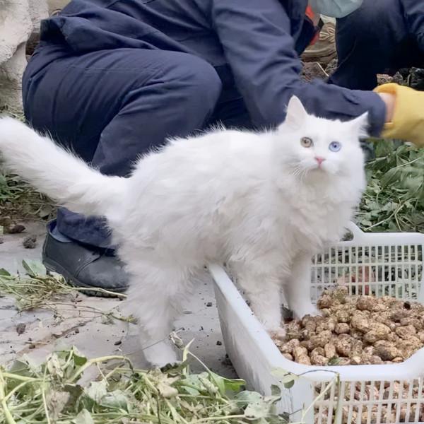 小孩淘氣，天經地義
