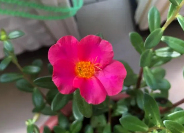 養花該不該買營養土？嫌貴自己配，不能少了這3樣東西