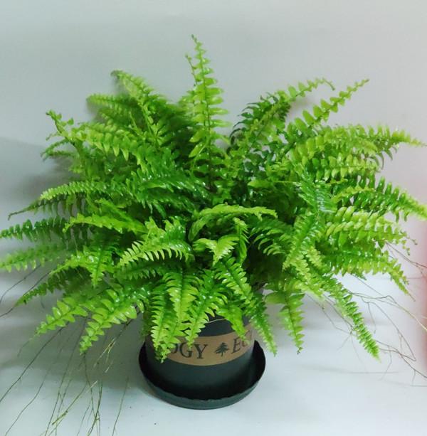 不能多曬的&OpenCurlyDoubleQuote;11種花&rdquo;，曬多了葉子就捲曲、發黃，越養越糟糕