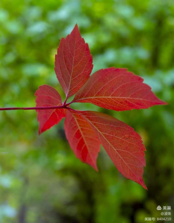 平朔公園的爬山虎