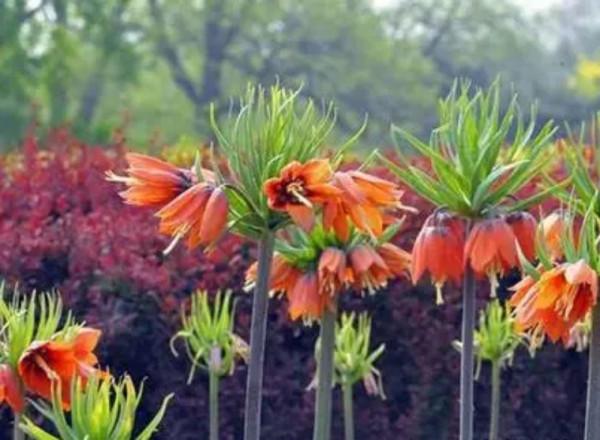 終於搞懂貝母這種植物了