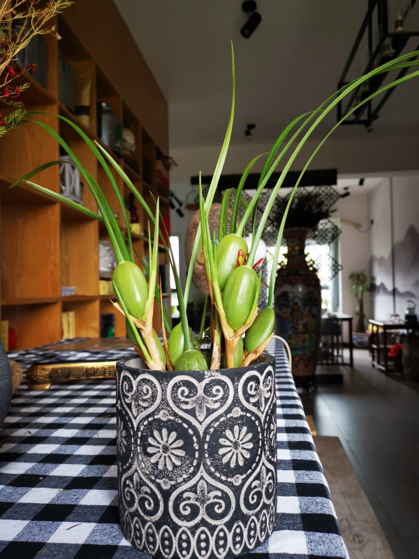 不常見的咖啡樹，結果後引得眾人圍觀，果子都被大媽們薅光