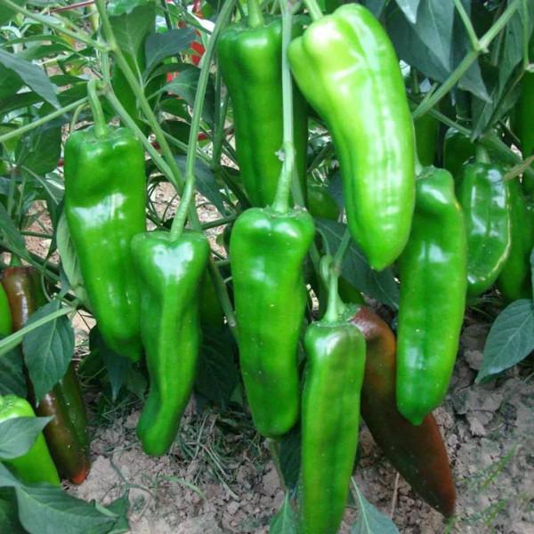 10.29號，青州蔬菜行情