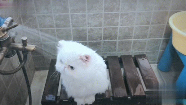 這幾種貓就是“白眼狼”,別指望它報恩,不報仇都不錯了 這幾種貓就是“白眼狼”,別指望它報恩,不報仇都不錯了