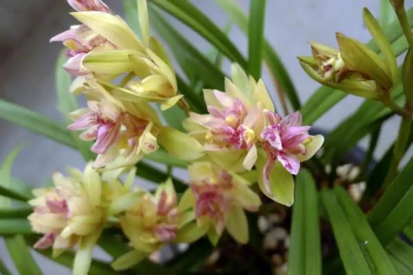 “18種”勤花勤苗的蘭花，價格不貴好養活，香味濃郁開品漂亮