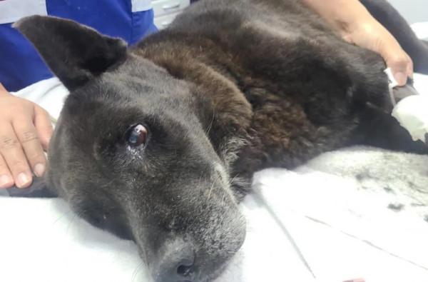 狗狗患病主人不救反而給它挖坑，他一邊挖一邊對它說：你快死吧