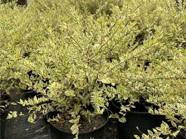 優良的新型彩葉植物—花葉香桃木可用植物非試管高效快繁技術快繁