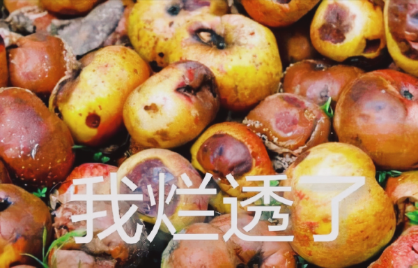 國內測評網站多數不靠譜，如何瞭解一款單反和微單機型的優劣？