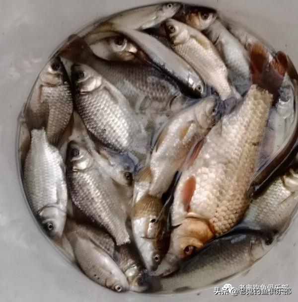 入冬收竿之戰，豐收了