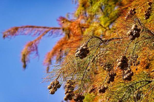 踏著深秋的落葉,去四明山來場自駕遊 踏著深秋的落葉,去四明山來場自駕遊