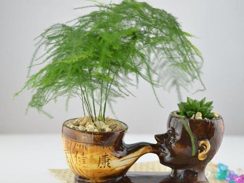 文竹養不好，是因為有“4怕”，不及時糾正，葉片就會發黃