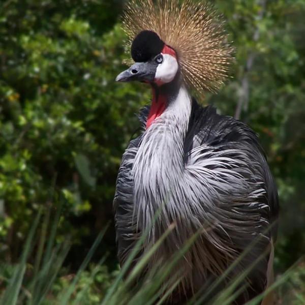 鳥的世界 鳥的天堂