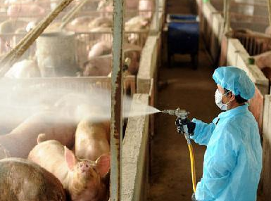 治理養豬場惡臭的三大措施，值得收藏