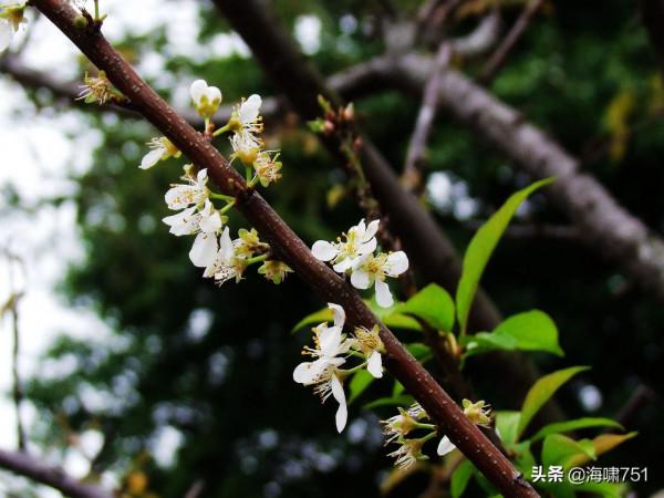 十八羅漢山的梨花開了