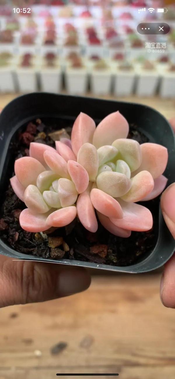 看了就想養的多肉啊