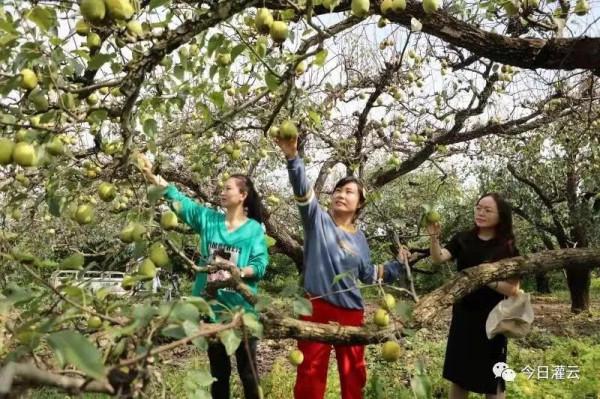 灌雲縣伊甸園：“豐”景這邊獨好