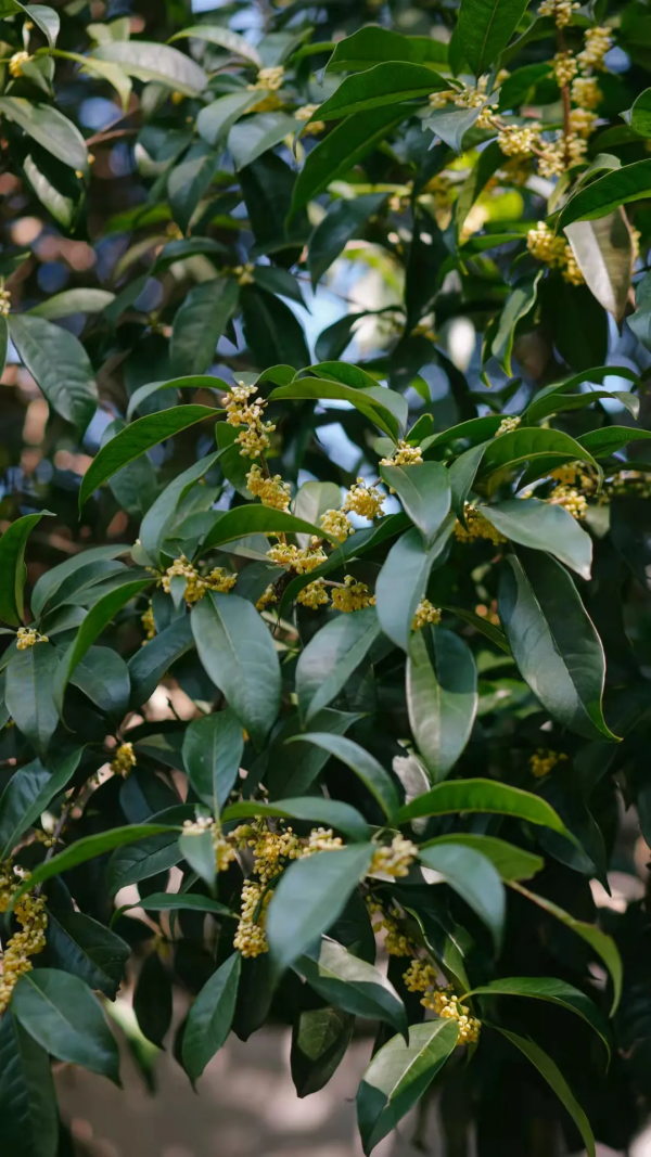 一葉知秋,烏鎮秋天的第一波美圖,誰看誰心動 | 烏鎮•美圖 一葉知秋,烏鎮秋天的第一波美圖,誰看誰心動 | 烏鎮•美圖