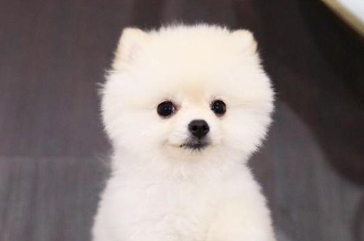 對博美犬健康的10種食物,一般家庭都有 對博美犬健康的10種食物,一般家庭都有