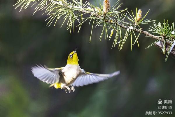 萌萌可愛小精靈——繡眼鳥