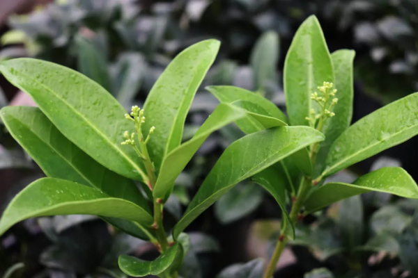 紅火過年，寓意吉祥，春節年宵花選購指南第1期，附養護攻略