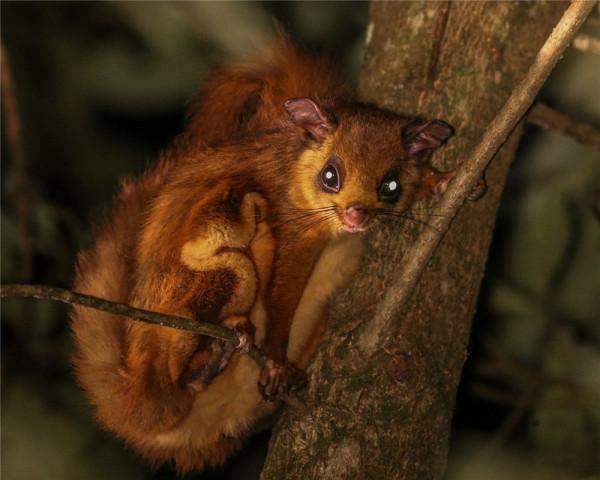 福建天寶巖發現飛虎，長得像樹狗，住20米高的樹洞，可滑翔60米遠