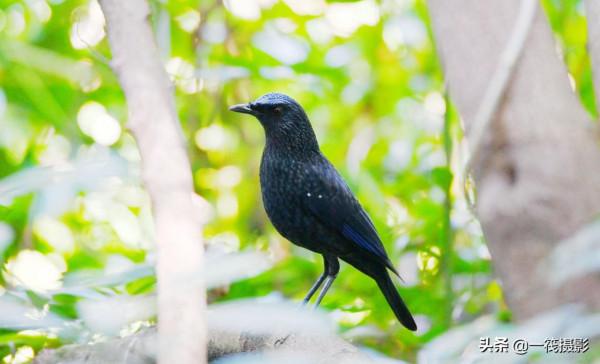校園候鳥季之——樹木園裡的紫嘯鶇 校園候鳥季之——樹木園裡的紫嘯鶇