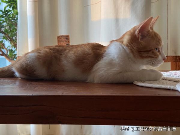 一隻想努力提高文化底蘊的貓