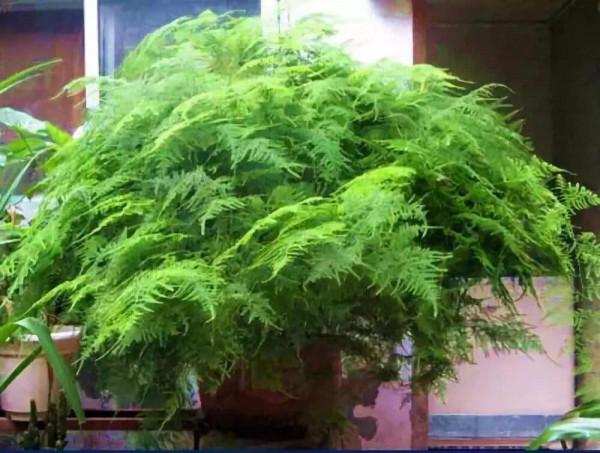 3種花是“見不得光”,經常放在陽臺上曬太陽,反而養不活 3種花是“見不得光”,經常放在陽臺上曬太陽,反而養不活