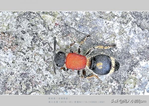 昆蟲攝影：絨蟻蜂，聽說過嗎？戶外遇上了，你會認為是隻螞蟻嗎？