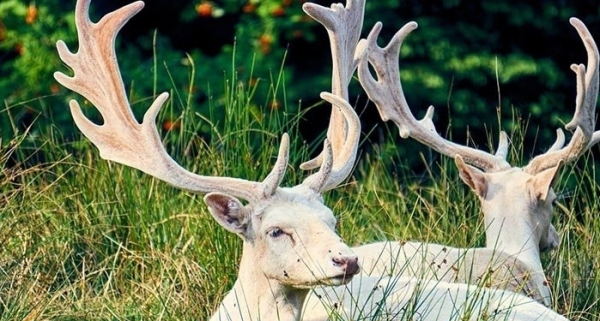 漢武帝制造出“虛擬貨幣”,彌補國庫漏洞 漢武帝制造出“虛擬貨幣”,彌補國庫漏洞