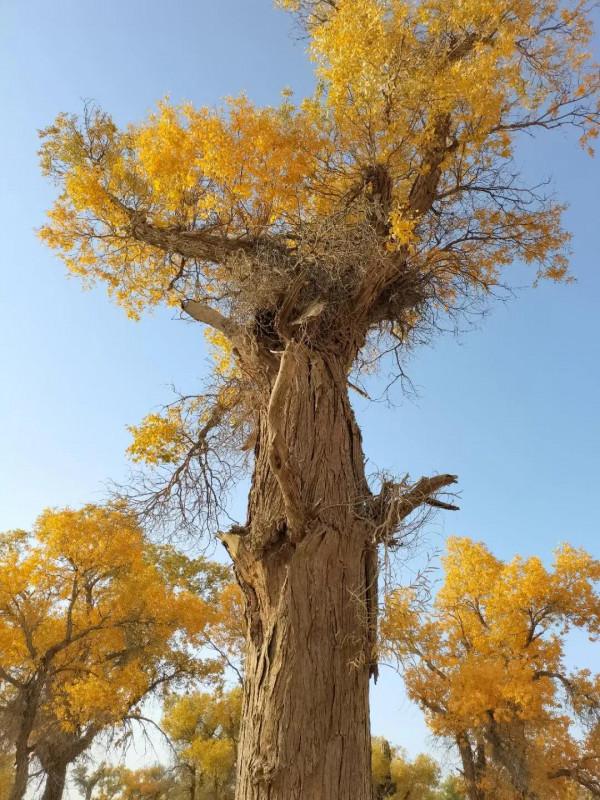沙漠生命之魂 ～ 胡楊林