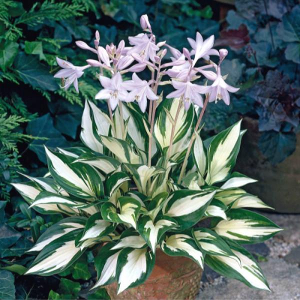 九種“耐陰花”,有點散光就能長,放在家裡“超有範” 九種“耐陰花”,有點散光就能長,放在家裡“超有範”