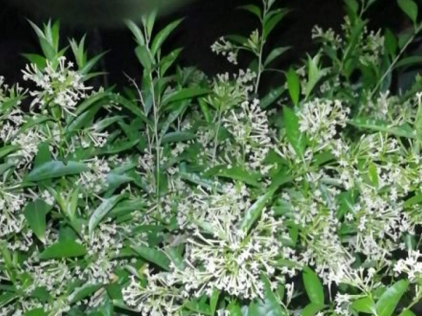 10種“髒髒”花,愛乾淨的人別養,會招蟲子 10種“髒髒”花,愛乾淨的人別養,會招蟲子