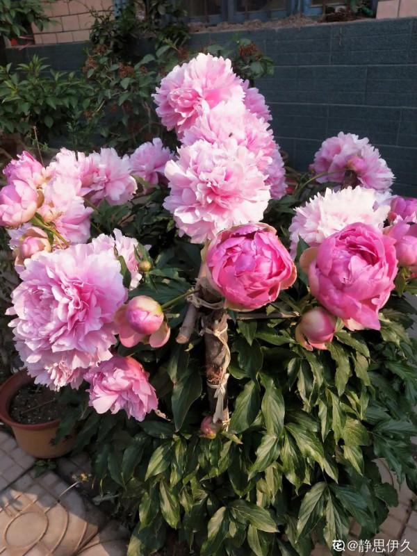 注意，芍藥一年種一次，晚了全年不開花