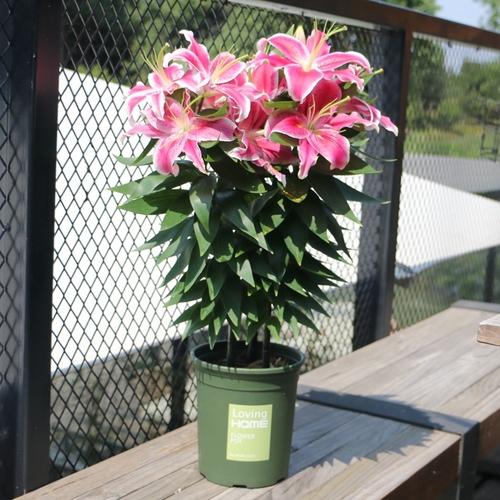 “100種花”適合養在陽臺上，一個比一個好看，還很好養護