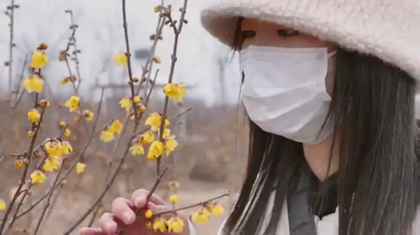 迎寒綻放！峰峰多處梅花盛開，一起去賞梅