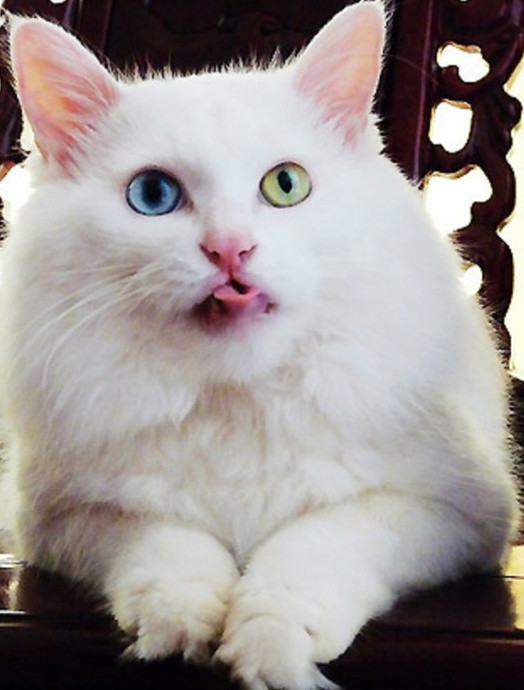 本土貓種獅子貓,一直被稱為“布偶平替”,現在數量遠比布偶稀少 本土貓種獅子貓,一直被稱為“布偶平替”,現在數量遠比布偶稀少