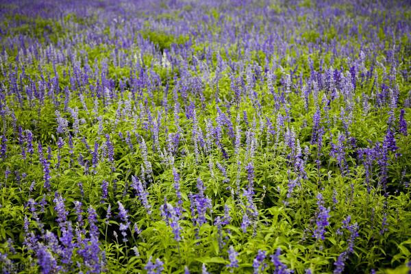 這裡介紹一些家庭養花的基本知識，。供花草愛好者參考