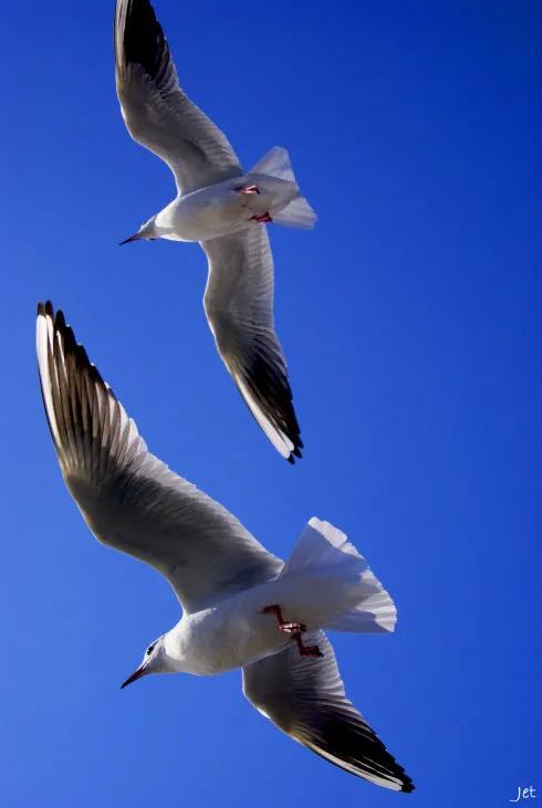 分享圖片一一比翼雙飛鳥
