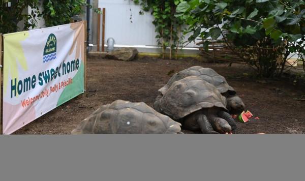 倫敦動物園的加拉帕戈斯象龜“喬遷新居”