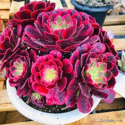 分享——不一樣的多肉