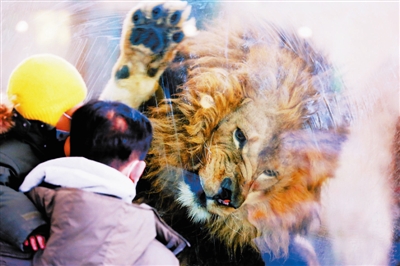 動物園大門重開 獅虎豹備受矚目