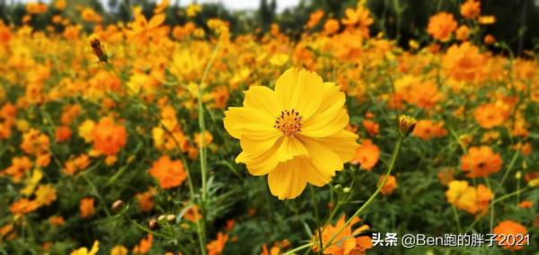 我視界裡的花花草草