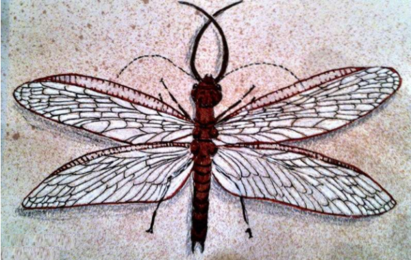 世界最大的蜻蜓，體長超過5&period;08釐米，和想象中的不太一樣