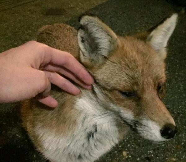 受傷狐狸尋求男子幫助，試探一年後，卻帶著“孩子”來投奔