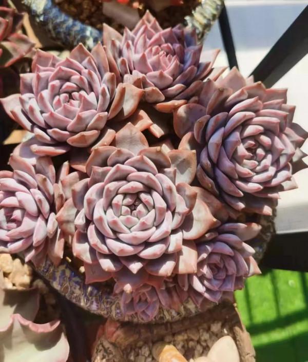 寒露已過,養多肉這些“大動作”可以開搞了,錯過就要等到明年春 寒露已過,養多肉這些“大動作”可以開搞了,錯過就要等到明年春